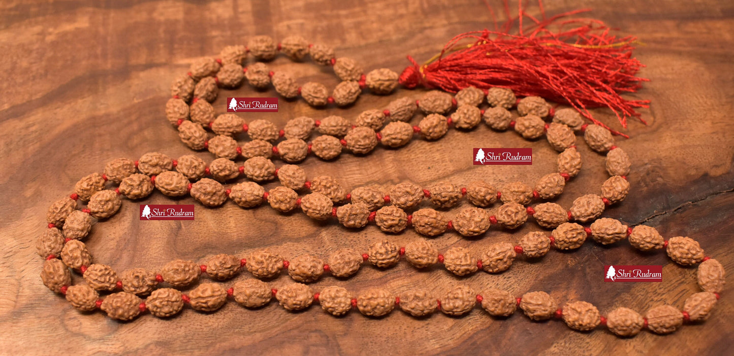 ShriRudram 3 Mukhi Rudraksha Mala / Three Face Rudraksh Rosary Java Lab Certified 108+1 Beads D2