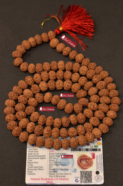 ShriRudram 10 Mukhi Rudraksha Mala / Ten Face Rudraksh Rosary Java Lab Certified 12-14 MM