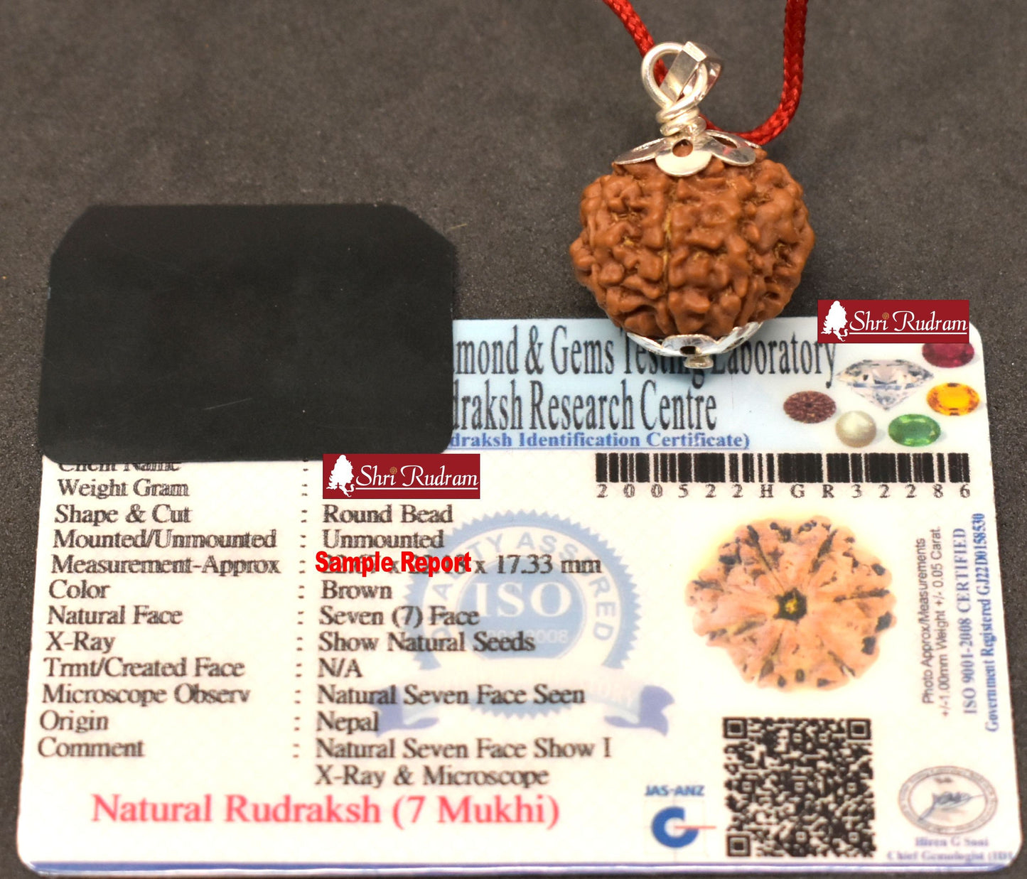 ShriRudram 7 Mukhi Rudraksha / Seven Face Rudraksh Nepal Bead Certified Size 22-23 MM