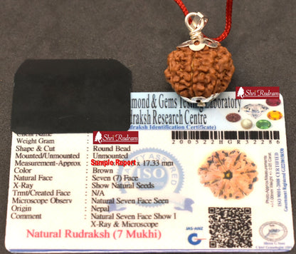 ShriRudram 7 Mukhi Rudraksha / Seven Face Rudraksh Nepal Bead Certified Size 22-23 MM