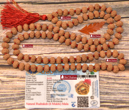 ShriRudram 6 Mukhi Rudraksha Mala / Six Face Rudraksh Rosary Java Lab Certified D2