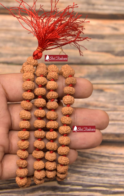 ShriRudram 6 Mukhi Rudraksha Mala / Six Face Rudraksh Rosary Java Lab Certified D2