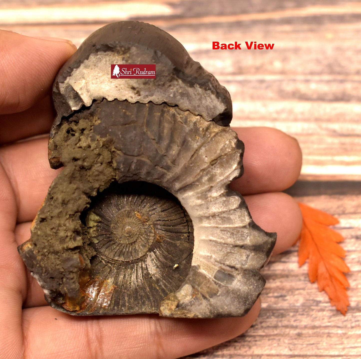 Shimshumara Murti Idol Carved on Sudershan ShaligramNepal SSM140