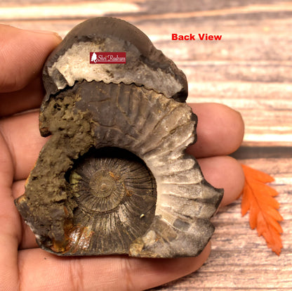 Shimshumara Murti Idol Carved on Sudershan ShaligramNepal SSM140