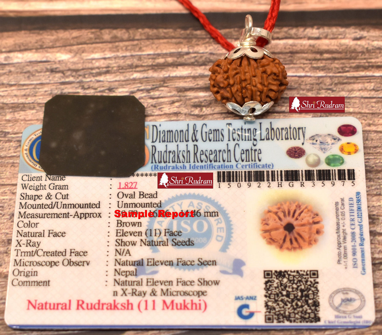 ShriRudram 11 Mukhi Rudraksha / Eleven Face Rudraksh Nepal Bead Lab Certified 20-22 MM