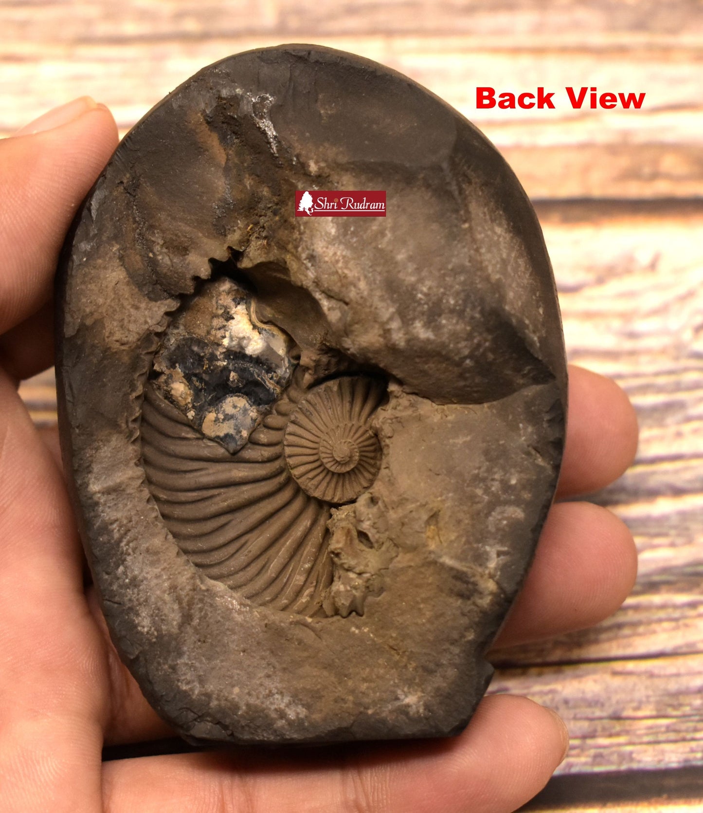 ShriRudram Nataraj Murti / Natraja Statue Idol Carved on Sudarshan Shaligram Gandaki Nepal NM195