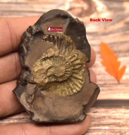 ShriRudram Matsya Murti / Matasya Statue Idol Carved on Sudarshan Shaligram Gandaki Nepal MS103