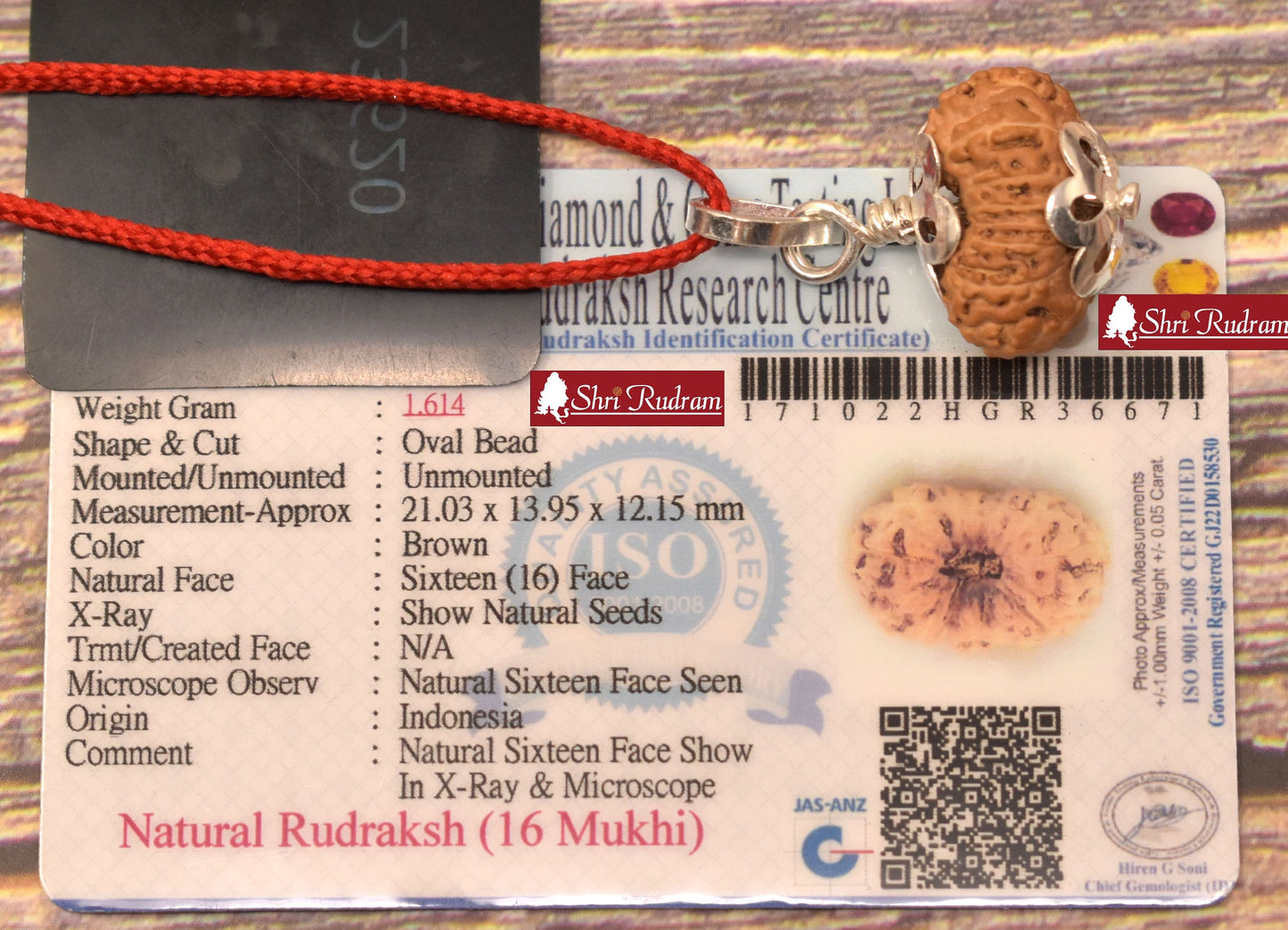 ShriRudram 16 Mukhi Rudraksha / Sixteen Face Rudraksh Java Bead Lab Certified 21.03 MM
