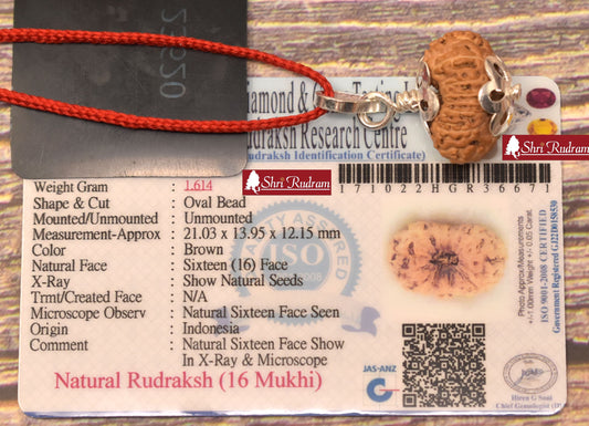 ShriRudram 16 Mukhi Rudraksha / Sixteen Face Rudraksh Java Bead Lab Certified 21.03 MM