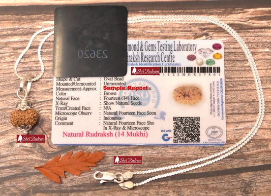 ShriRudram 14 Mukhi Rudraksha / Fourteen Face Rudraksh Java Bead in Pure Silver Chain Lab Certified D1