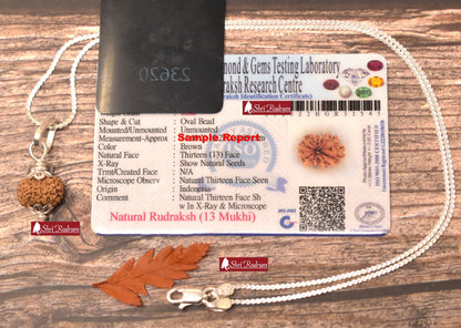 ShriRudram 13 Mukhi Rudraksha / Thirteen Face Rudraksh Java Bead in Pure Silver Chain Lab Certified D2