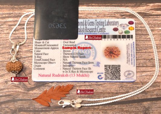ShriRudram 13 Mukhi Rudraksha / Thirteen Face Rudraksh Java Bead in Pure Silver Chain Lab Certified D2