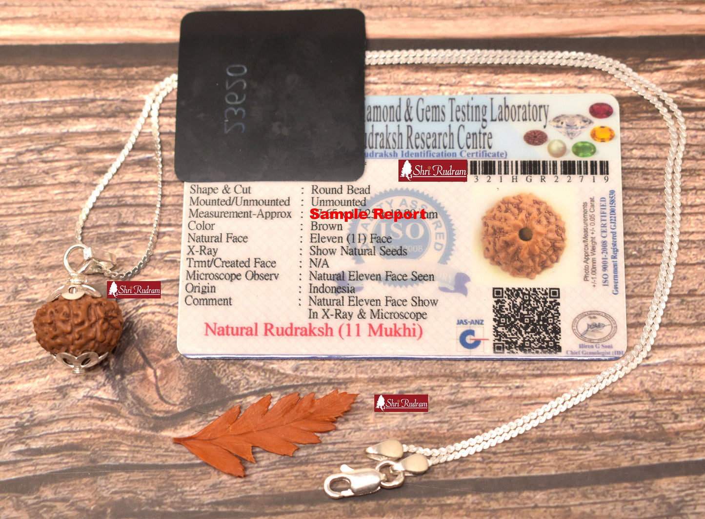 ShriRudram 11 Mukhi Rudraksha / Eleven Face Rudraksh Java Bead in Pure Silver Chain Lab Certified D2