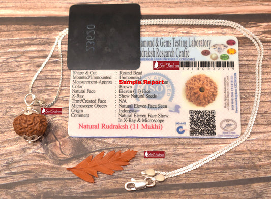 ShriRudram 11 Mukhi Rudraksha / Eleven Face Rudraksh Java Bead in Pure Silver Chain Lab Certified D2