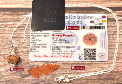 ShriRudram 12 Mukhi Rudraksha / Twelve Face Rudraksh Java Bead in Pure Silver Chain Lab Certified D2