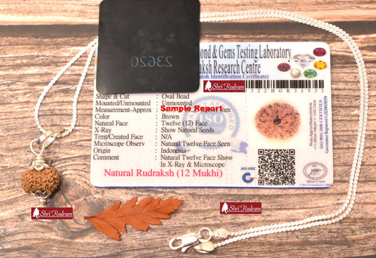 ShriRudram 12 Mukhi Rudraksha / Twelve Face Rudraksh Java Bead in Pure Silver Chain Lab Certified D2