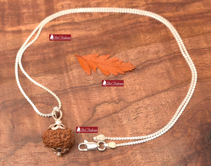 ShriRudram 11 Mukhi Rudraksha / Eleven Face Rudraksh Java Bead in Pure Silver Chain Lab Certified D2