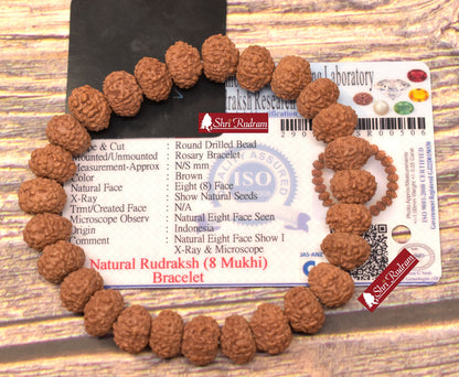 Shri Rudram 8 Mukhi Rudraksha Bracelet / Eight Face Rudraksh Wristlet Java Lab Certified