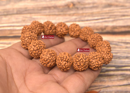 Shri Rudram 6 Mukhi Rudraksha Bracelet / Six Face Rudraksh Wristlet Java Lab Certified 15 MM