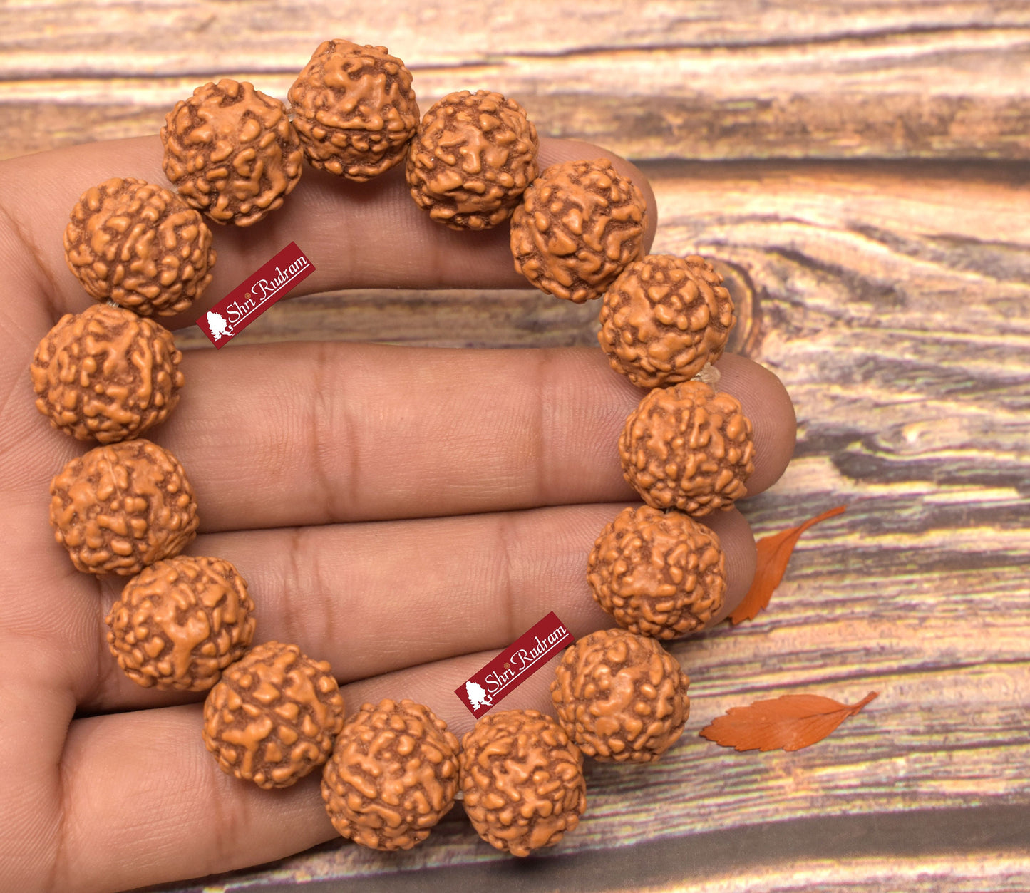 Shri Rudram 6 Mukhi Rudraksha Bracelet / Six Face Rudraksh Wristlet Java Lab Certified 15 MM
