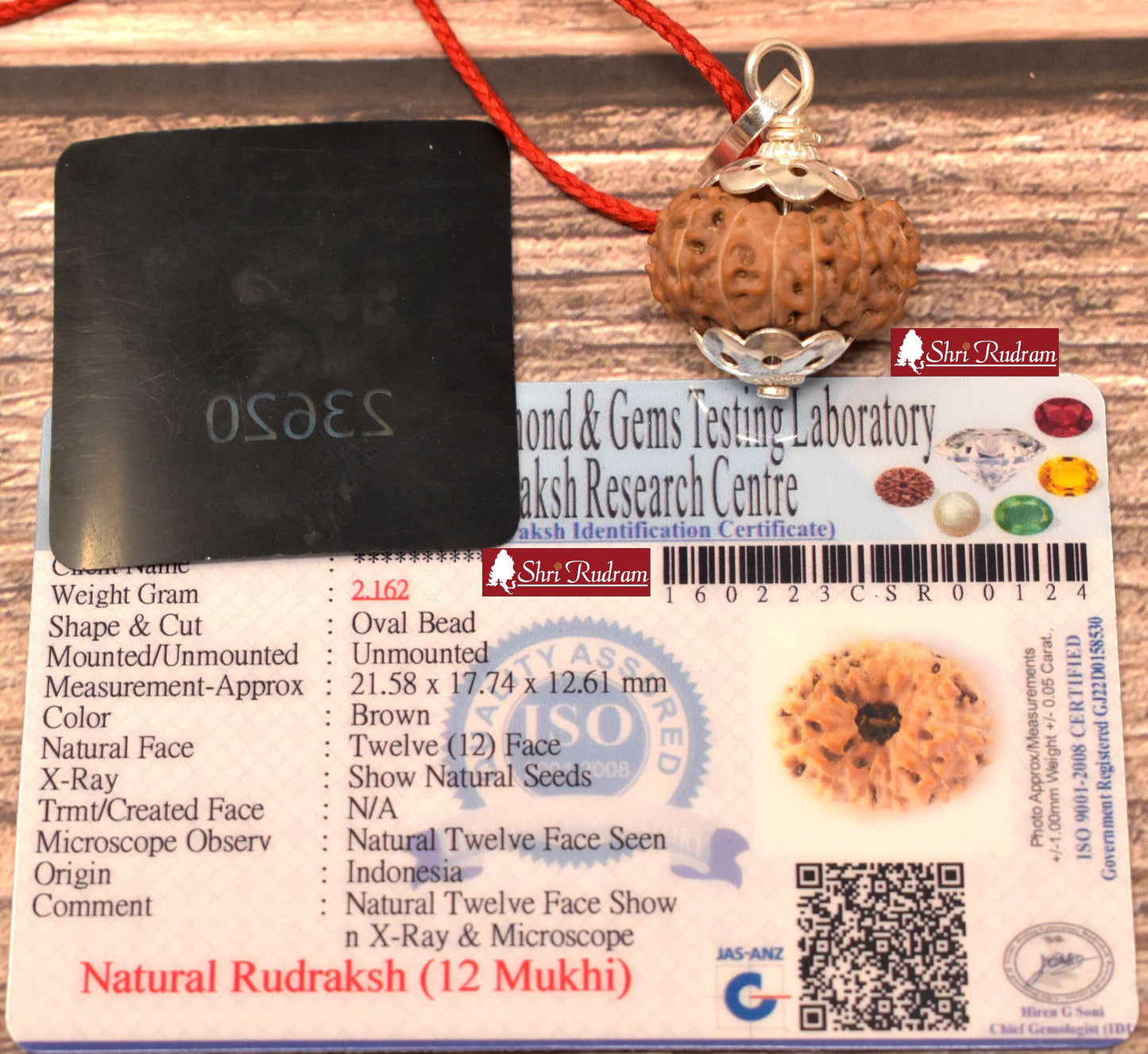 ShriRudram 12 Mukhi Rudraksha / Twelve Face Rudraksh Java Bead Lab Certified 21.58 MM