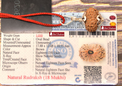 ShriRudram 18 MUkhi Rudraksha / Eighteen Face Rudraksh Java Bead Lab Certified 17.88 MM