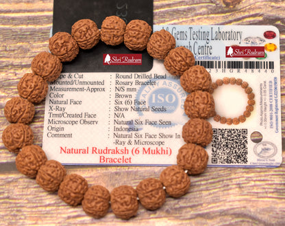 ShriRudram 6 Mukhi Rudraksha Bracelet Lab Certified , Shiva Bracelet, Yoga Bracelet, Six Faced Rudraksha Bracelet 11 MM