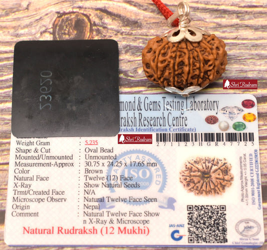 ShriRudram 12 Mukhi Rudraksha / Twelve Face Rudraksh Nepal Bead Lab Certified 30.75 MM