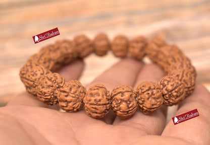 ShriRudram 5 Mukhi Rudraksha Bracelet 12mm -Lab Certified, Spiritual Gifts, Five Faced Rudraksha Bracelet 5 Face Rudraksha Shiva bracelet