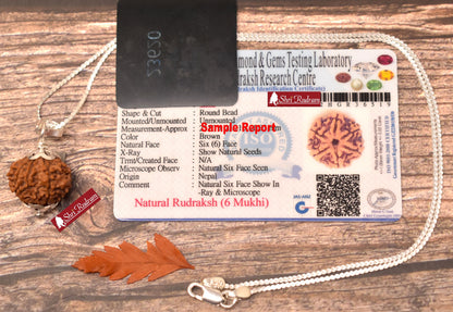 ShriRudram 6 Mukhi Rudraksha / Six Face Rudraksh Nepal Bead in Pure Silver Chain Lab Certified D2