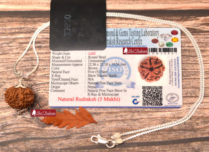 ShriRudram 5 Mukhi Rudraksha / Five Face Rudraksh Nepal Bead in Pure Silver Chain Lab Certified D2