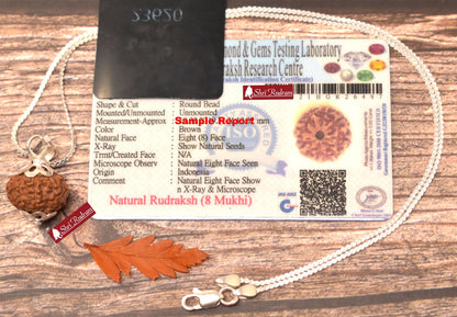 ShriRudram 8 Mukhi Rudraksha Eight Face Rudraksh Java Bead Lab Certified in Silver Chain