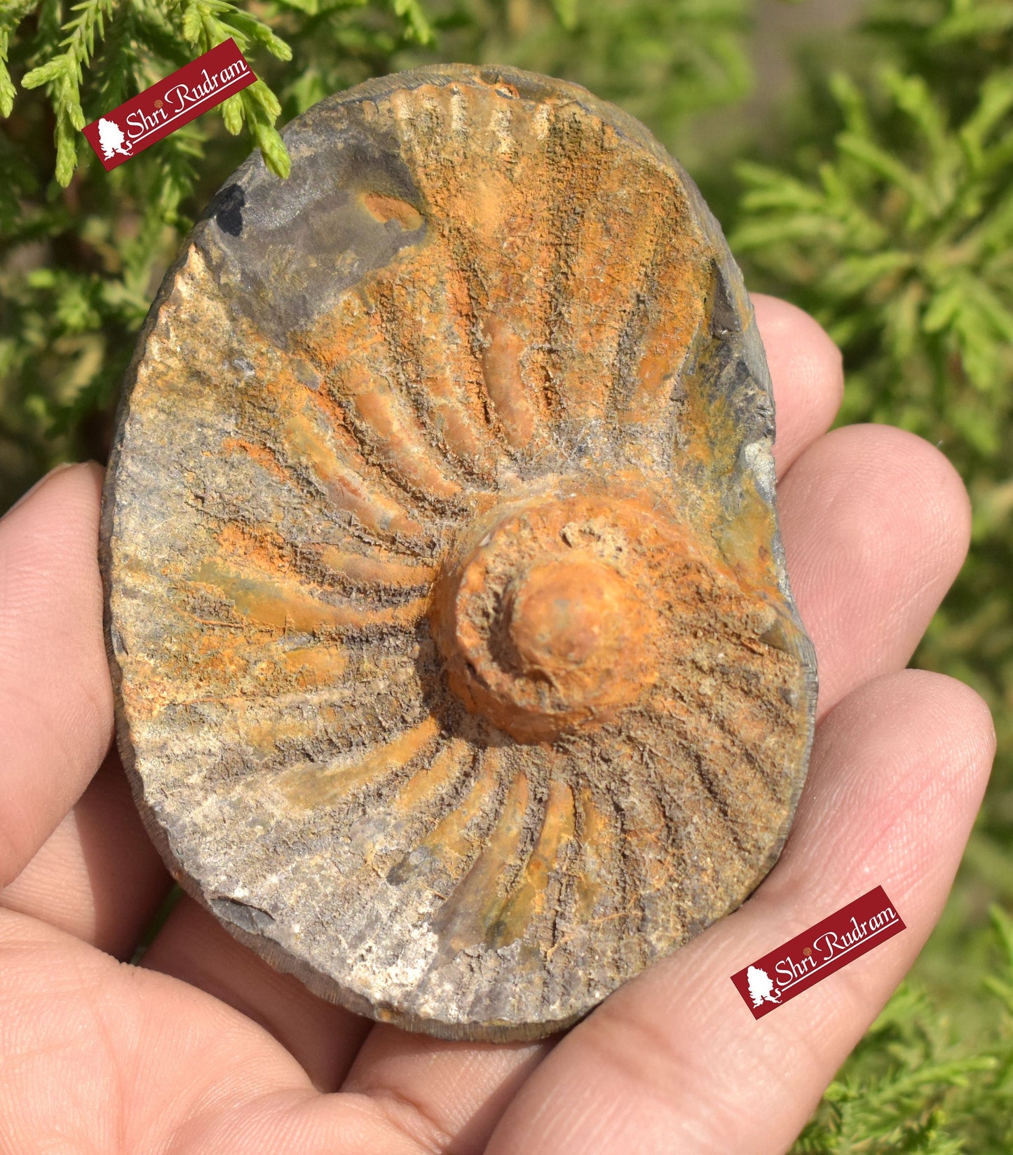 ShriRudram Extremely Rare Sudarshan Shaligram, Yellow Brown Narayan Sudarshan Shaligram Shila, Sudershan Shaligram Gandaki River Nepal YS78