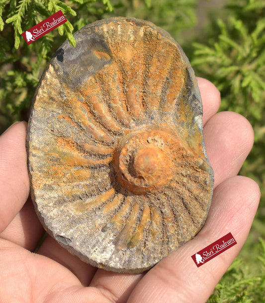 ShriRudram Extremely Rare Sudarshan Shaligram, Yellow Brown Narayan Sudarshan Shaligram Shila, Sudershan Shaligram Gandaki River Nepal YS78