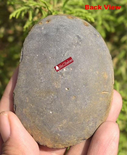 ShriRudram Extremely Rare Sudarshan Shaligram, Yellow Brown Narayan Sudarshan Shaligram Shila, Sudershan Shaligram Gandaki River Nepal YS78