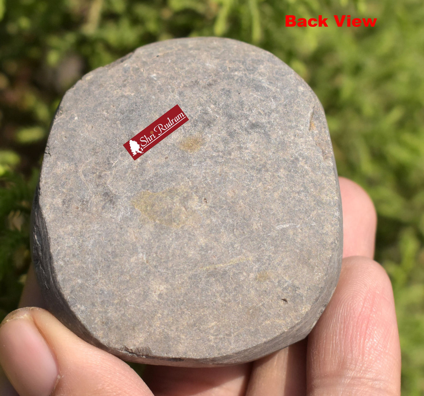 ShriRudram White Yellow Sudarshan Shaligram Sudershan Saligram Stone Gandaki Nepal SNS115