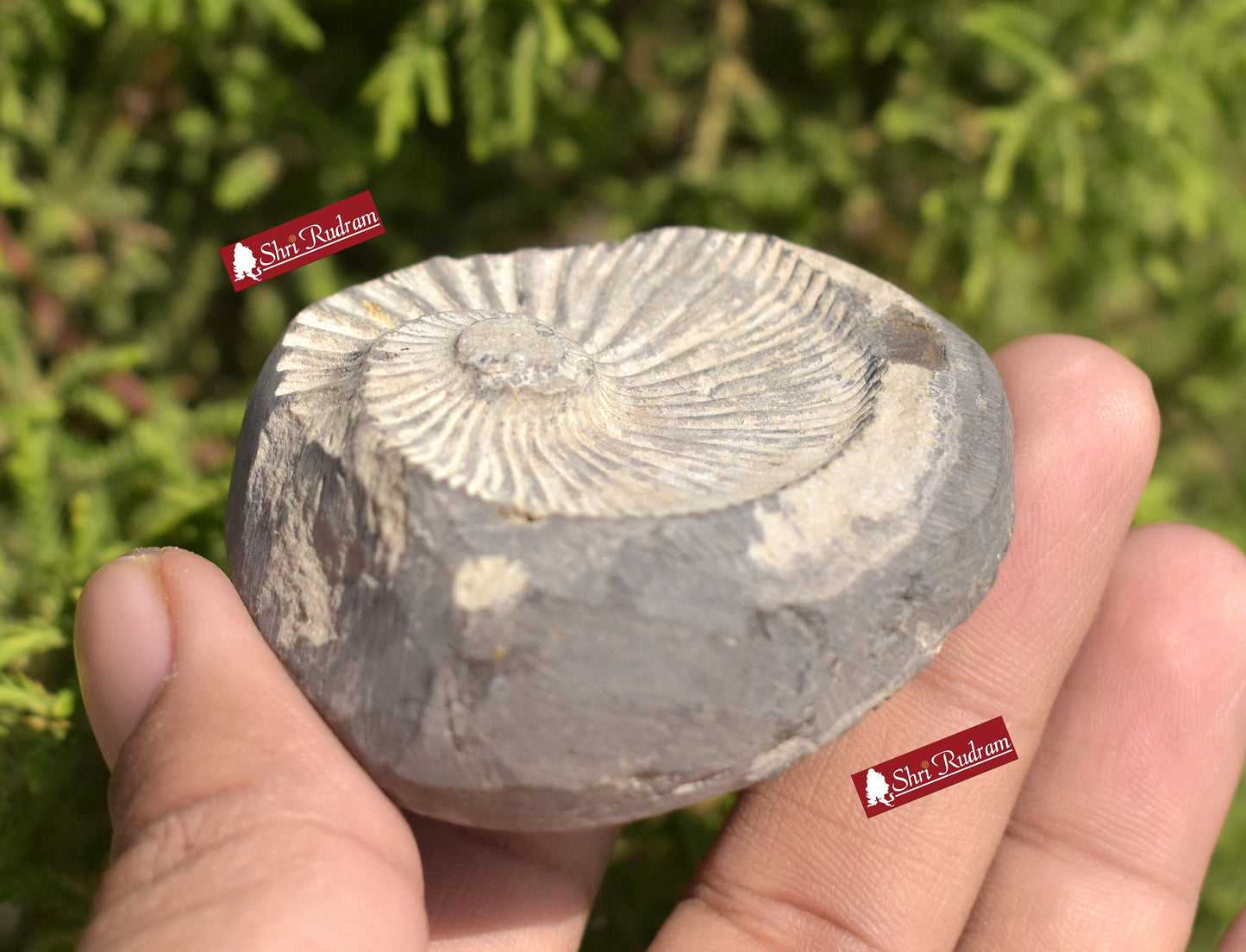 ShriRudram White Yellow Sudarshan Shaligram Sudershan Saligram Stone Gandaki Nepal SNS115