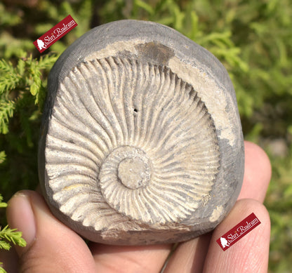ShriRudram White Yellow Sudarshan Shaligram Sudershan Saligram Stone Gandaki Nepal SNS115