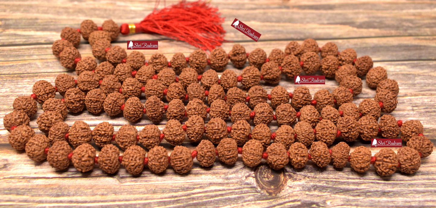 ShriRudram 10 Mukhi Rudraksha Mala / Ten Face Rudraksh Rosary Java Lab Certified 12-13 MM D82