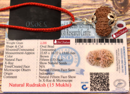 15 Mukhi Rudraksha Pendant - Lab Certified Spiritual Gifts, Yoga Pendant, Fifteen Face Rudraksha Pendant 22.65 MM