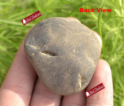 ShriRudram Brown Orange Surya Narayan Shaligram Saligram Stone Gandaki Nepal SNS49