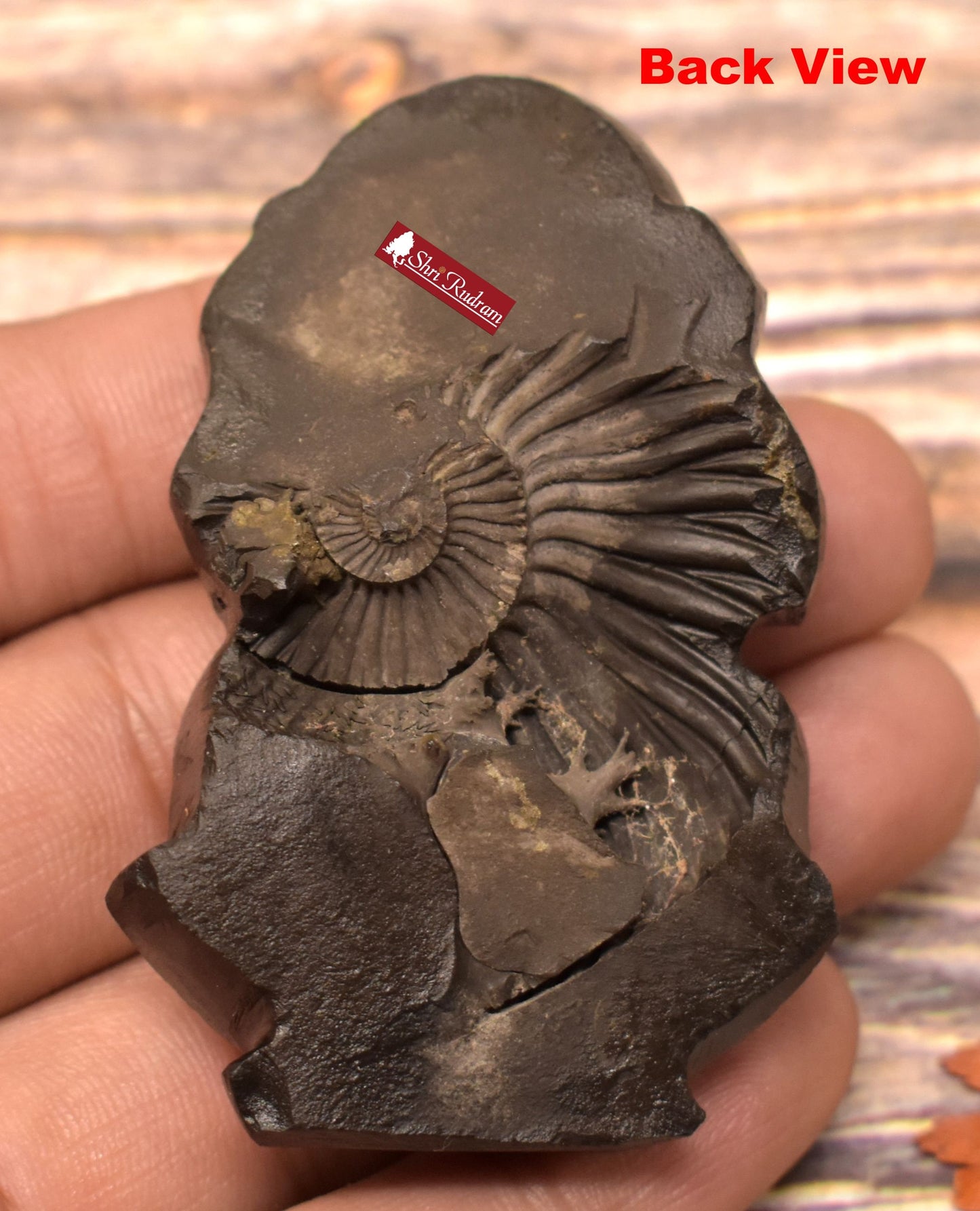 ShriRudram Matsya Murti / Matasya Statue Idol Carved on Sudarshan Shaligram Gandaki Nepal MS145