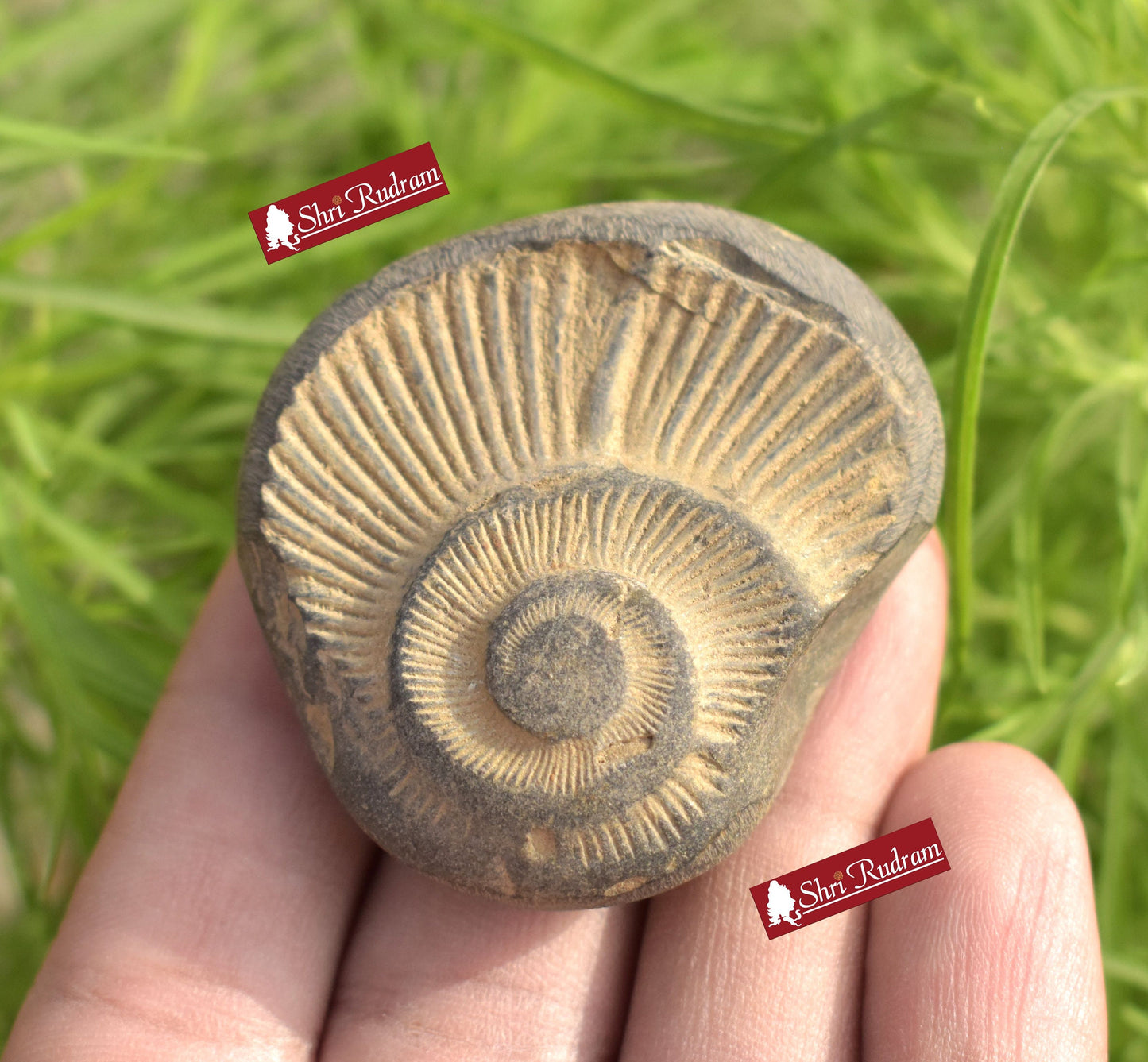 ShriRudram Brown Orange Surya Narayan Shaligram Saligram Stone Gandaki Nepal SNS49