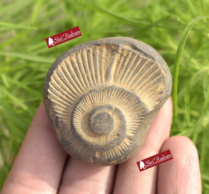 ShriRudram Brown Orange Surya Narayan Shaligram Saligram Stone Gandaki Nepal SNS49