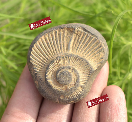 ShriRudram Brown Orange Surya Narayan Shaligram Saligram Stone Gandaki Nepal SNS49