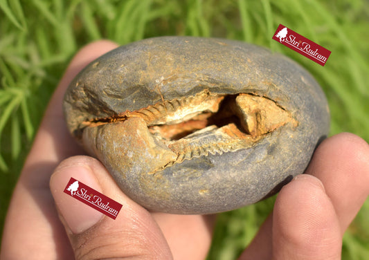 ShriRudram Rare Yellow Narsimha Shaligram, Narasimha Saligram Stone - Gandaki Nepal, Ritual Object, Pooja Item Vishnu Puja  Gifts NBS240