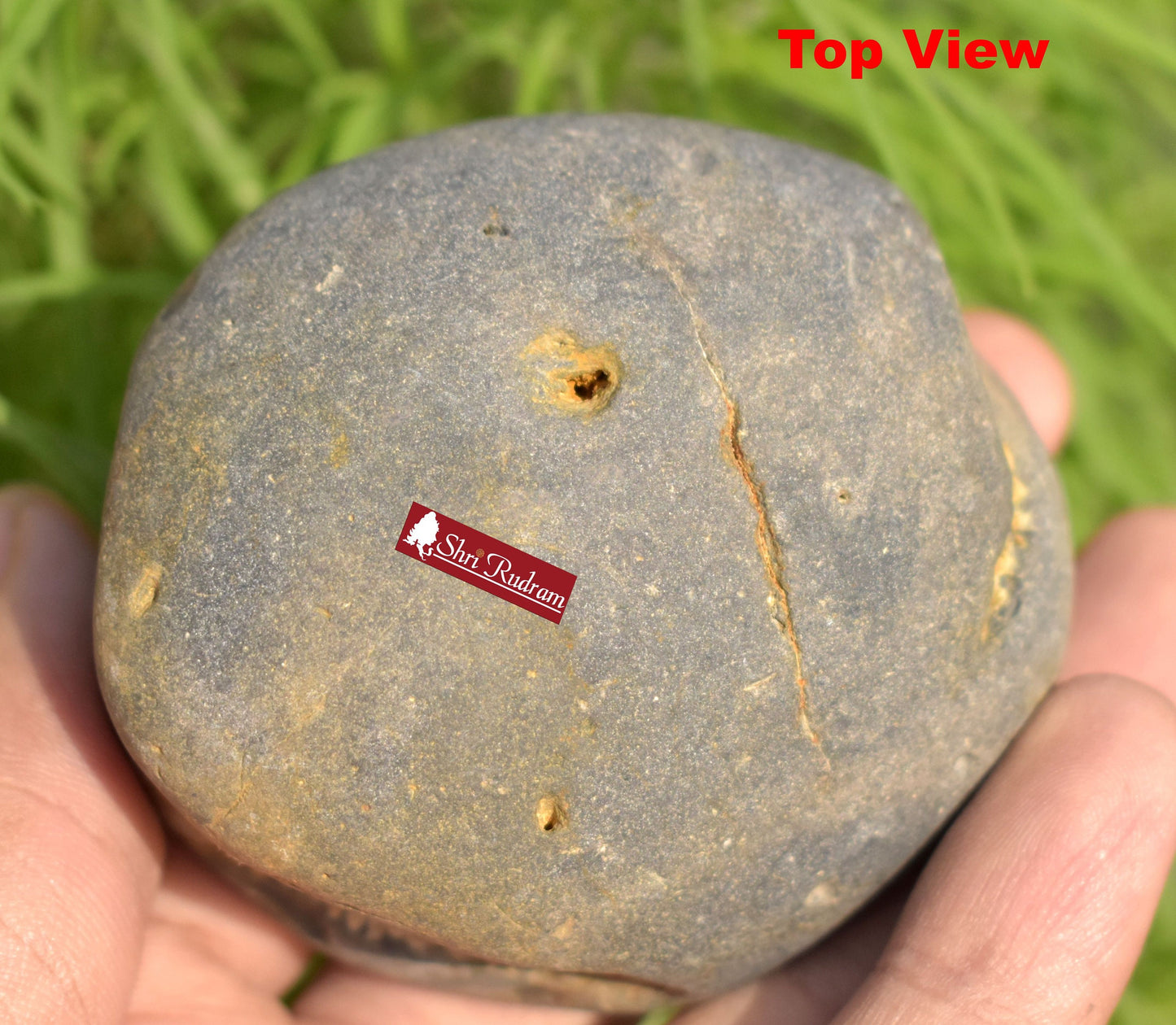 ShriRudram Rare Yellow Narsimha Shaligram, Narasimha Saligram Stone - Gandaki Nepal, Ritual Object, Pooja Item Vishnu Puja  Gifts NBS240