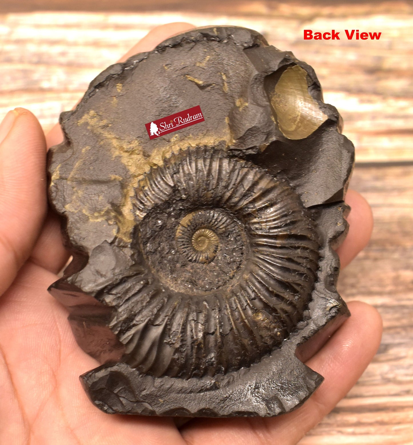 Shri Rudram Jwala Narsimha Murti / Jwaala Narasimha Idol Carved on Sudarshan Shaligram JL315