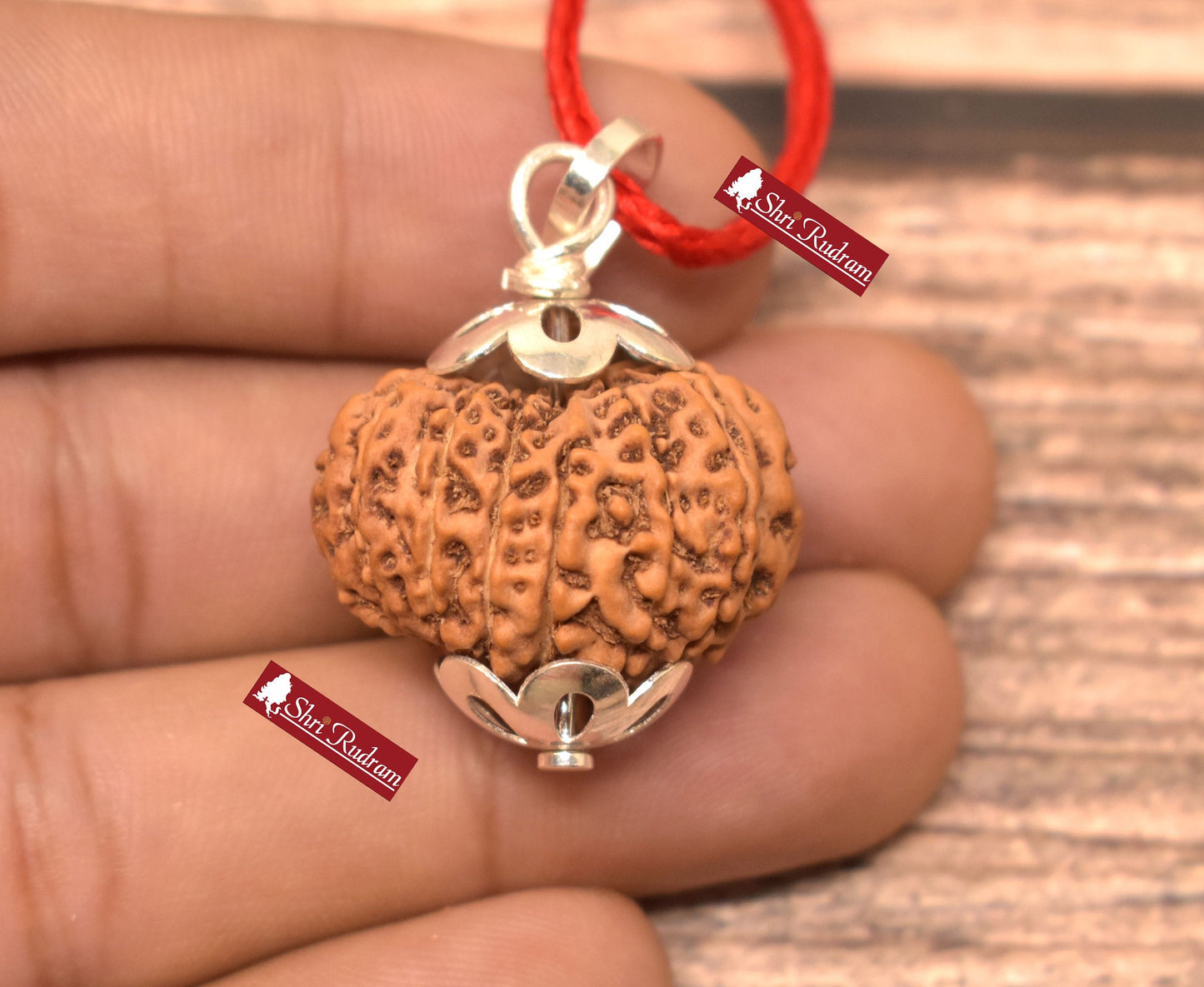 ShriRudram 13 Mukhi Rudraksha / Thirteen Face Rudraksh Java Bead Lab Certified 25.50 MM