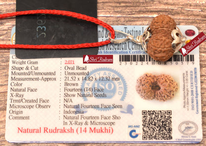 ShriRudram 14 Mukhi Rudraksha / Fourteen Face Rudraksh Java Bead Lab Certified 21.52 MM